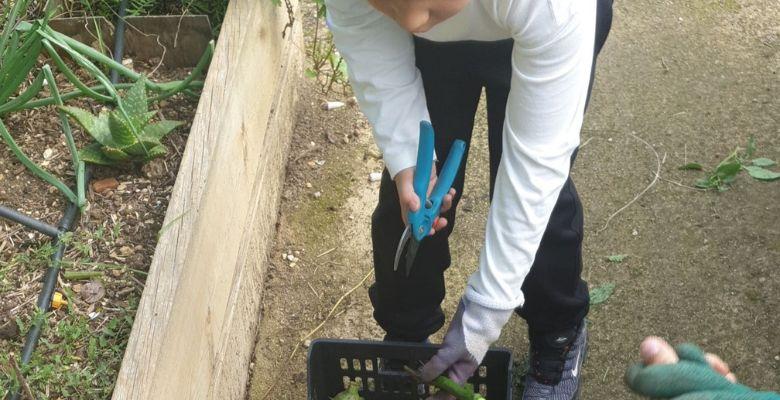 Projet jardin - École Beethoven