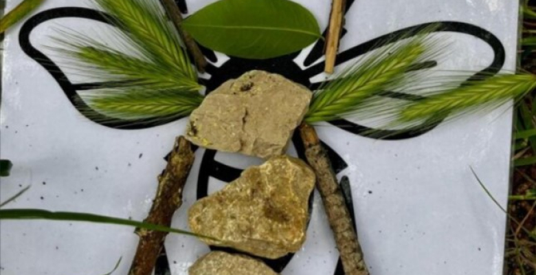 construction insecte