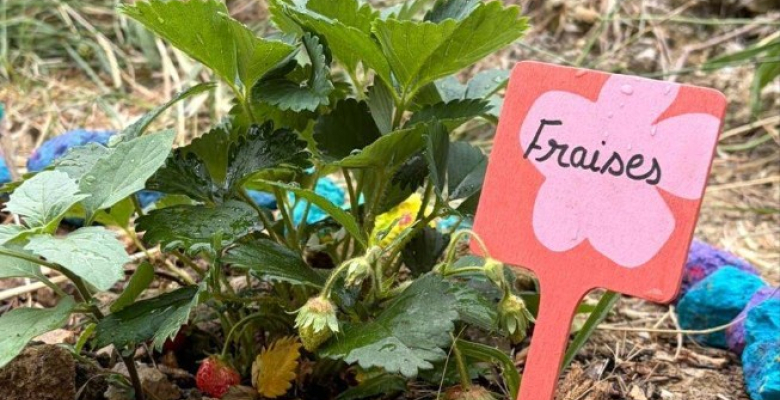 fraises